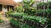 Cara Menanam Pakcoy di Botol Bekas agar Daunnya Lebat, Langkah Mudah yang Membuat Panen Lebih Cepat