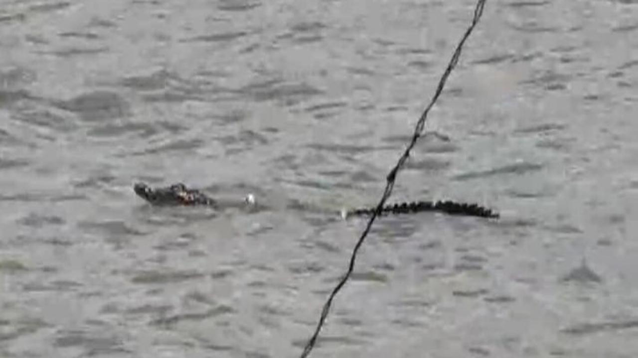 Geger Buaya Muncul di Kali Sodetan Sekretaris Daan Mogot, Pemancing Sempat Kira Biawak