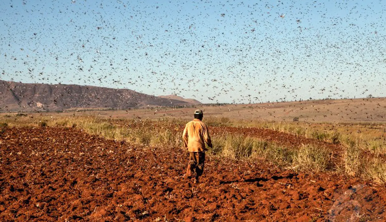 Wabah belalang ini mengancam ketersediaan pangan dan tanaman padi, yang menjadi bahan pokok utama di Madagaskar (AFP Photo/Rijasolo).