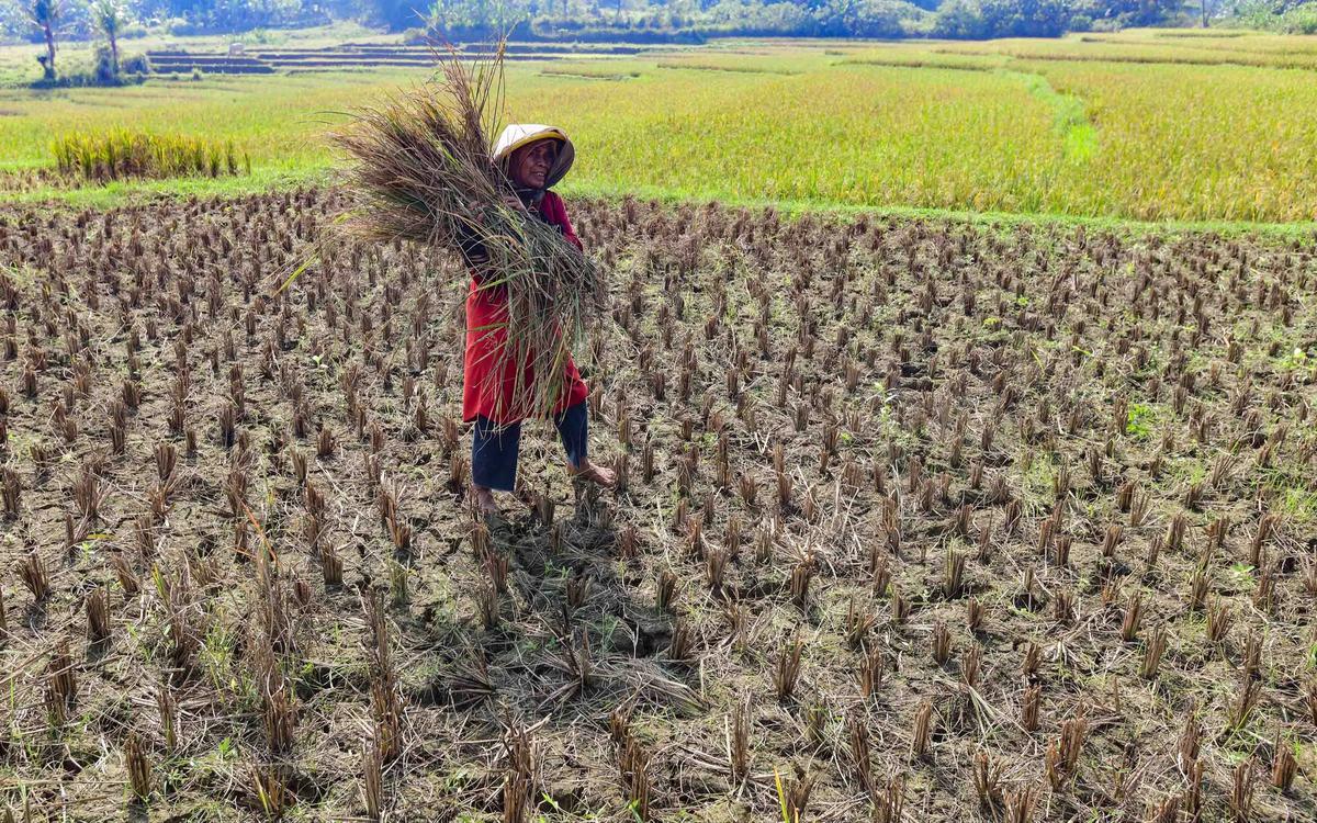FOTO: Wereng dan Kekeringan Picu Gagal Panen di Jonggol