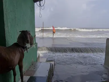 Seekor kambing dipasang ke pintu sebuah rumah saat gelombang pasang tinggi menghantam pantai Laut Arab di Mumbai, India, Selasa, 13 Juni 2023. (AP Photo/Rafiq Maqbool)