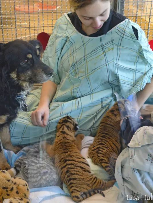 Petugas memeriksa keadaan anak harimau di Taman Botani dan Kebun Binatang Cincinnati, AS, Kamis (9/3).Pihak kebun binatang menjadikan seekor anjing untuk menjadi ibu asuh dari ketiga anak harimau yang ditolak ibu kandungnya. (Dawn Strasser / AP)