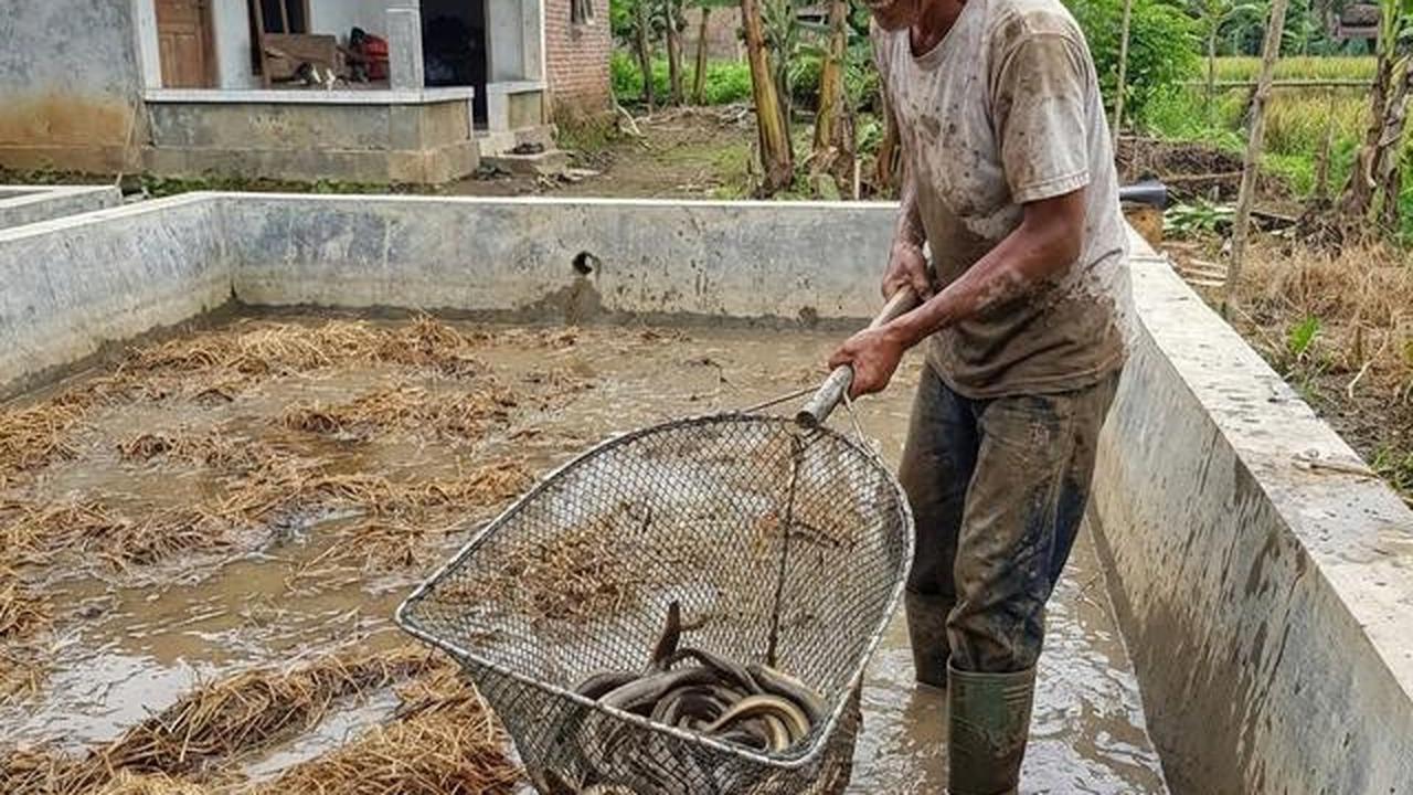 Ternak Belut Media Jerami, Panduan Praktis Budidaya di Rumah Sampai Panen