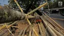 Pedagang membersihkan batang pinang yang akan dijual di kawasan Manggarai, Jakarta, Selasa (6/8/2019). Menjelang HUT RI ke-74 , penjual batang pinang musiman memasarkan dagangannya yang biasa digunakan untuk perlombaan panjat pinang. (Liputan6.com/Faizal Fanani)