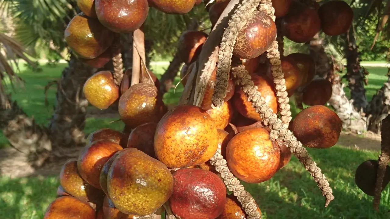 ilustrasi buah zuriat