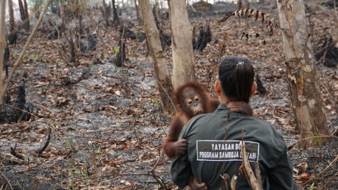 Meratapi kehidupan orang utan di Kalimantan terancam kabut asap