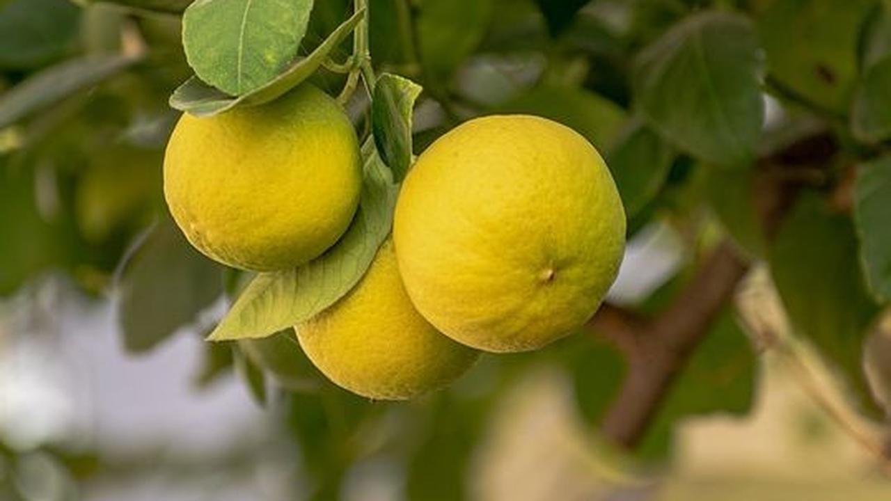 1. Kebun Buah Mangunan