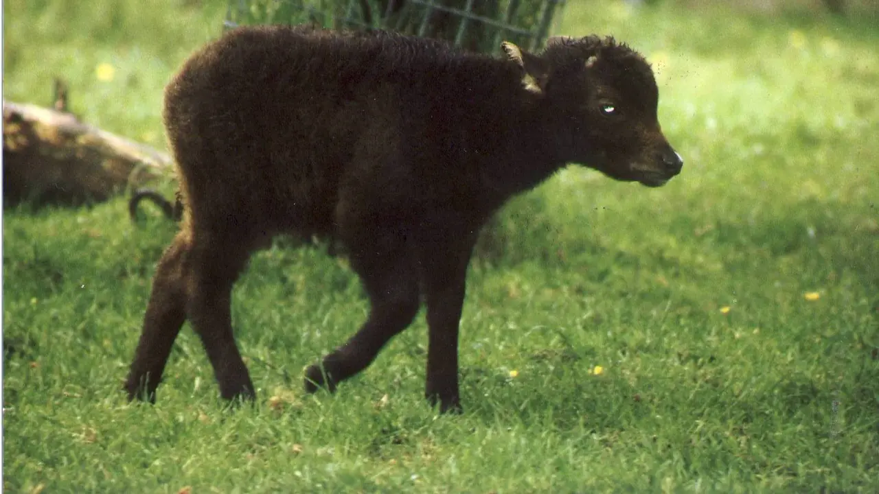 Baru Lahir, Anoa Taman Safari Cisarua Langsung Cium Ibunya