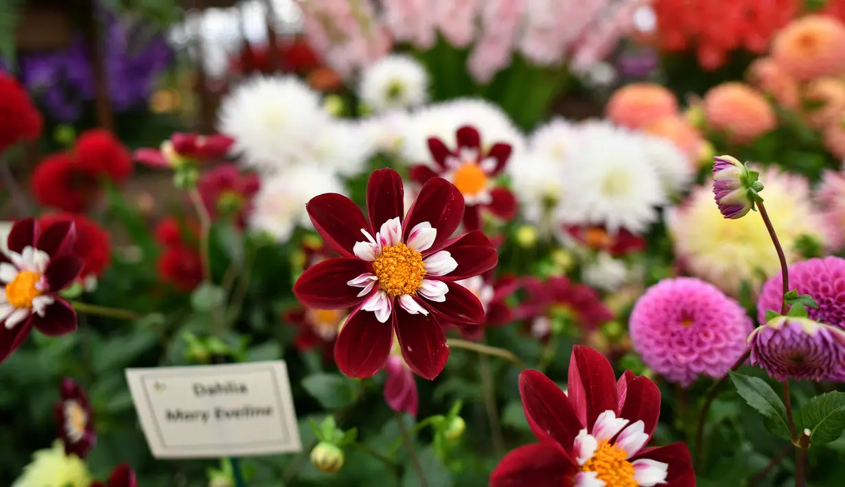 Tampilan tanaman dahlia digambarkan selama RHS Chelsea Flower Show 2021 di London pada Senin (20/9/2021). Pertunjukan bunga Chelsea sempat ditunda dari tanggal musim semi biasanya karena pembatasan penguncian di tengah penyebaran pandemi COVID-19. (JUSTIN TALLIS/AFP)