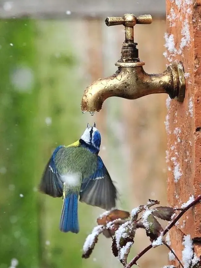 Potret Hewan Sedang Minum Ini Epik Banget (sumber: instagram/fantastic.wildlife)