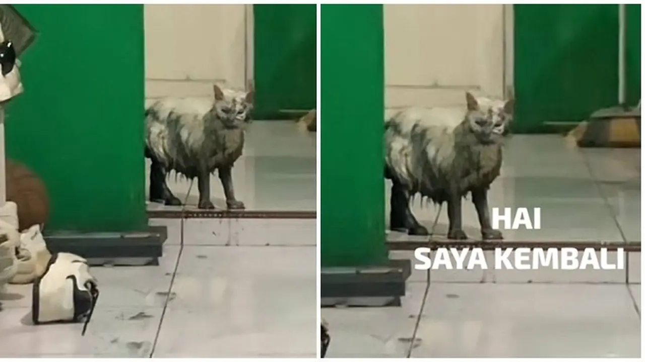 6 Meme Kucing Usai Kecebur Got Kocak, Pemilik Hanya Bisa Elus Dada