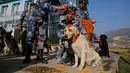 Personel kepolisian Nepal memberikan kalung bunga dan bubuk merah di dahi anjing polisi selama perayaan festival Tihar di Kathmandu, Selasa (6/11). Mulai pagi hari, anjing-anjing didandani, diberi makan dan dimanja seharian penuh. (AP/Niranjan Shrestha)