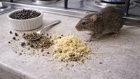 7 Ciri-ciri Tikus Kebal Racun yang Sering Masuk Rumah dan Cara Mengatasinya