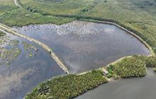 Kemenhut Perkuat Desa Mandiri Peduli Mangrove Melalui Perdes di Kalimantan Timur