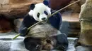 Panda asal China bernama Cai Tao memakan bambu di kebun binatang Taman Safari Indonesia di Bogor, Jawa Barat, (1/11). Kedua panda asal China Cai Tao dan Hu Chun dipinjamkan untuk pengembangbiakan di Indonesia. (AP Photo / Achmad Ibrahim)