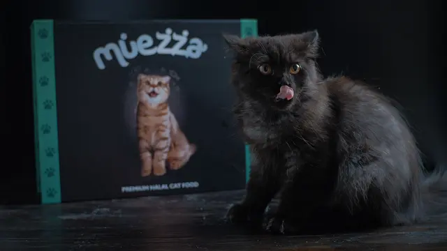 Kucing