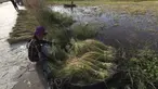 Seorang petani mengumpulkan seikat batang padi untuk dikeringkan di trotoar selama musim panen di desa Svay Bork di luar Phnom Penh, Kamboja, Selasa (3/11/2020). Petani Kamboja mulai memanen padi setelah musim hujan. (AP Photo/Heng Sinith)