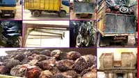 Kepergok Angkut 5,6 Ton Sawit Curian, Enam Petani Dibekuk Polisi