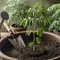 Cara Menanam Daun Kelor dari Stek Batang agar Cepat Tumbuh dan Berdaun Lebat
