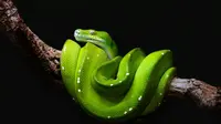Jenis Ular yang Bisa Lompat dari Pohon ke Pohon, Reptil Pintar Tak Sekadar Merayap