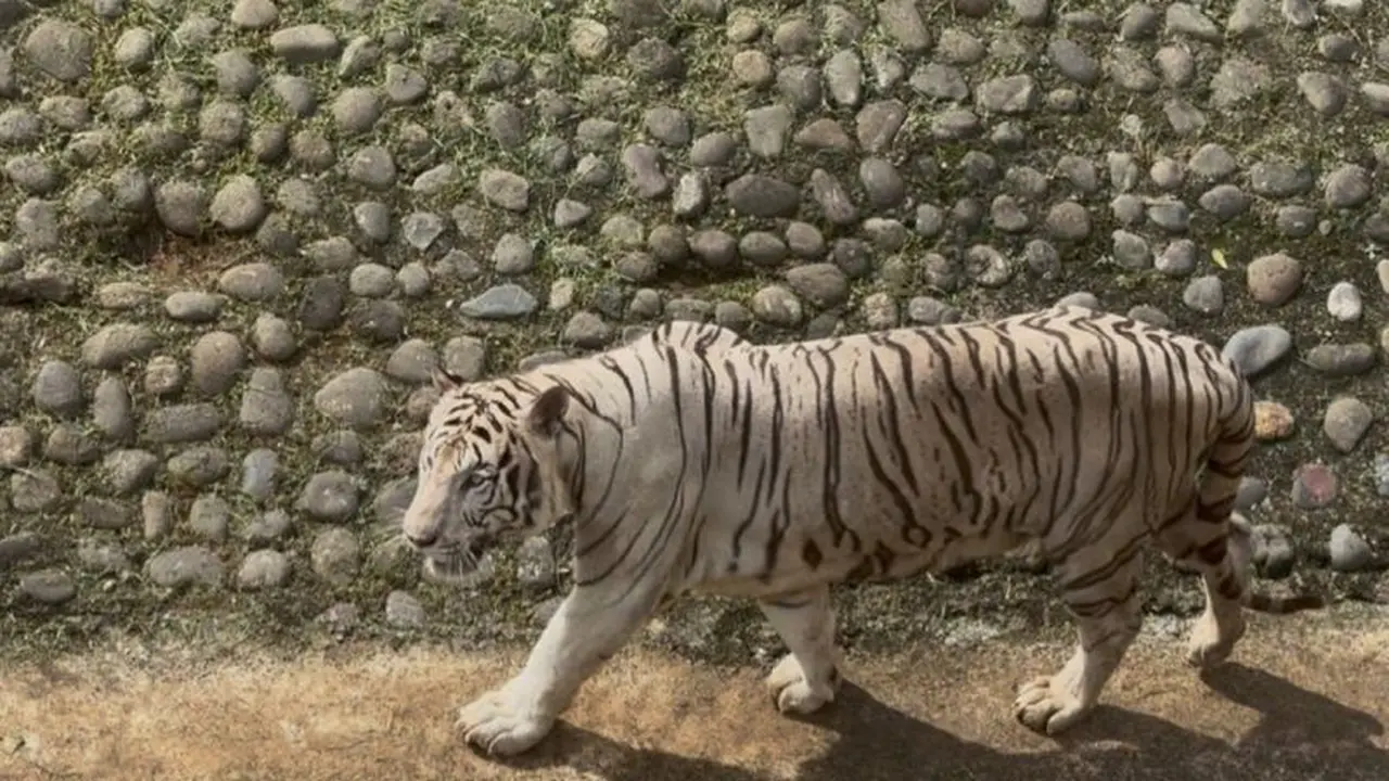 Harimau Pramono Anung di Ragunan