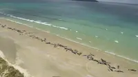 140 Ekor Paus Pilot Terdampar di Pantai Selandia Baru, Terancam Euthanasia?