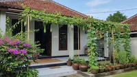 9 Ide Menanam Gambas Rambat di Teras Rumah, Bikin Teduh Sekaligus Panen Sayur