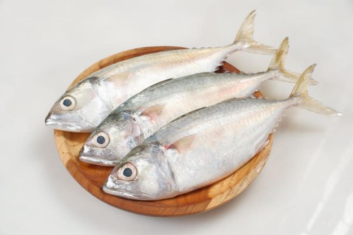 Ikan Kembung