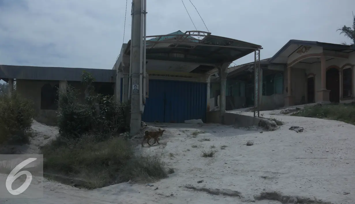 Seekor binatang berjalan di depan rumah yang terkena abu vulkanik Gunung Sinabung di Desa Sibintun, Sumatera Utara, Minggu (5/7/2015). Letusan yang terjadi dari 2013 sampai saat ini mengakibatkan puluhan ribu jiwa mengungsi. (Liputan6.com/Johan Tallo)