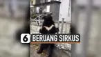 Seekor beruang hitam Himalaya dijadikan sebagai bintang iklan sirkus keliling di Rusia. Namun hal ini membuat marah masyarakat Rusia, karena beruang tersebut tampak sedih, meratap dan berbadan kurus.