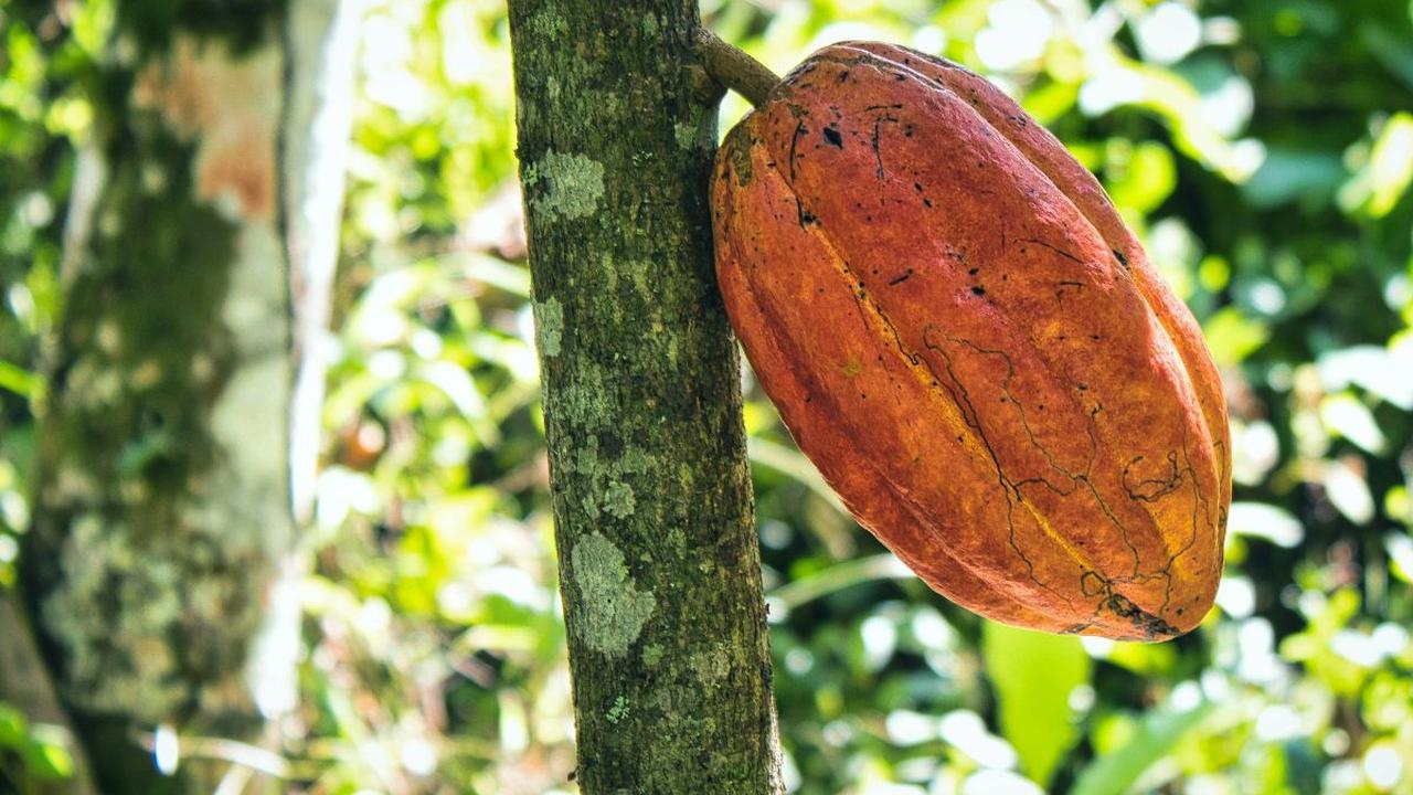 Manfaat Kakao untuk Kesehatan