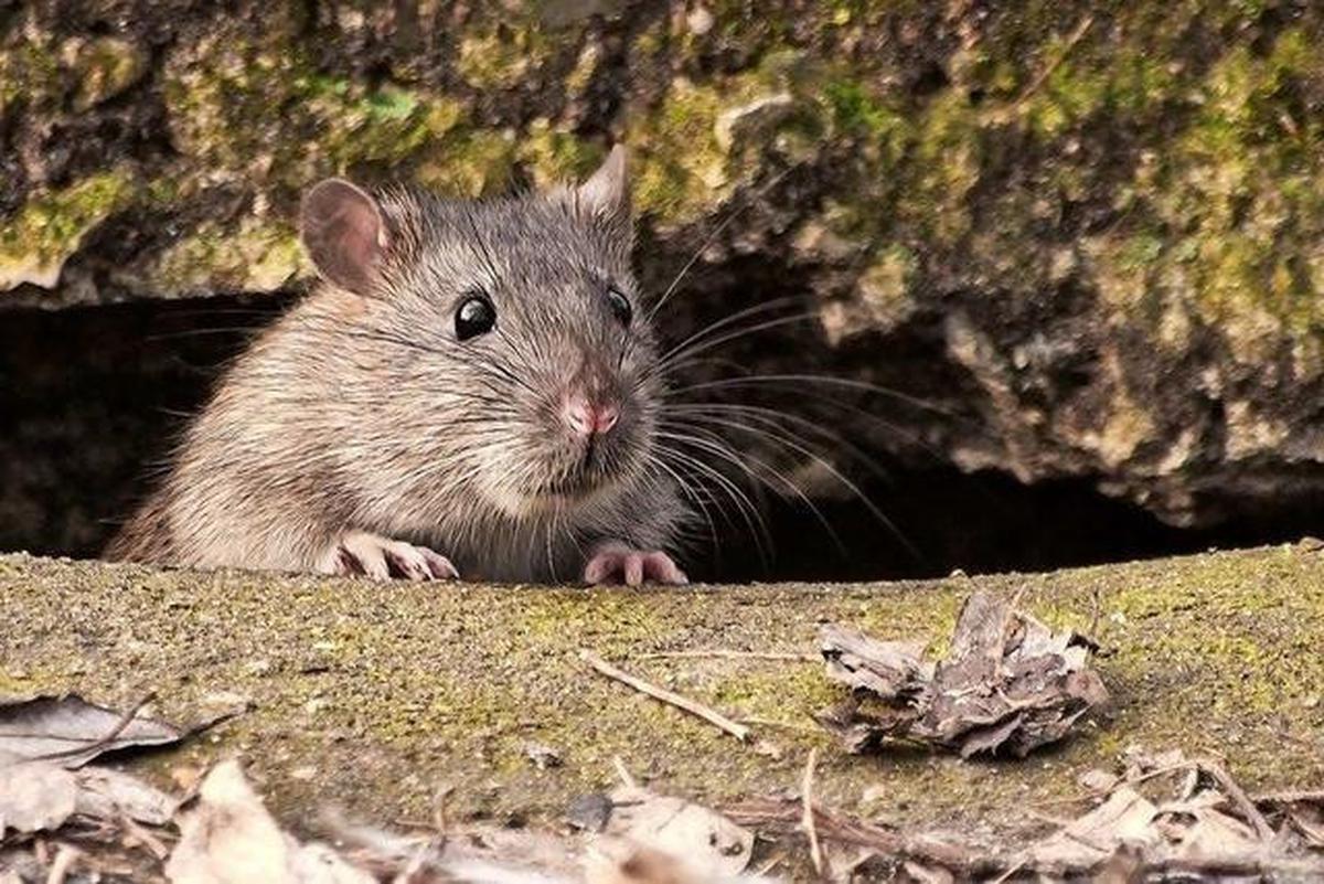 Ilustrasi Tikus