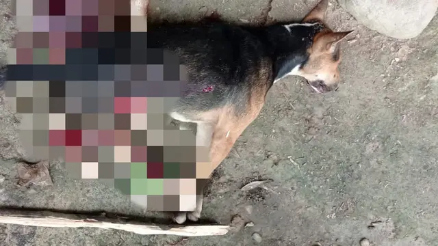 Seekor anjing gila mati dibunuh di Kolaka Utara.(Liputan6.com/Ahmad Akbar Fua)