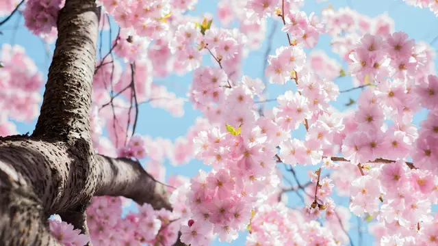 Spring