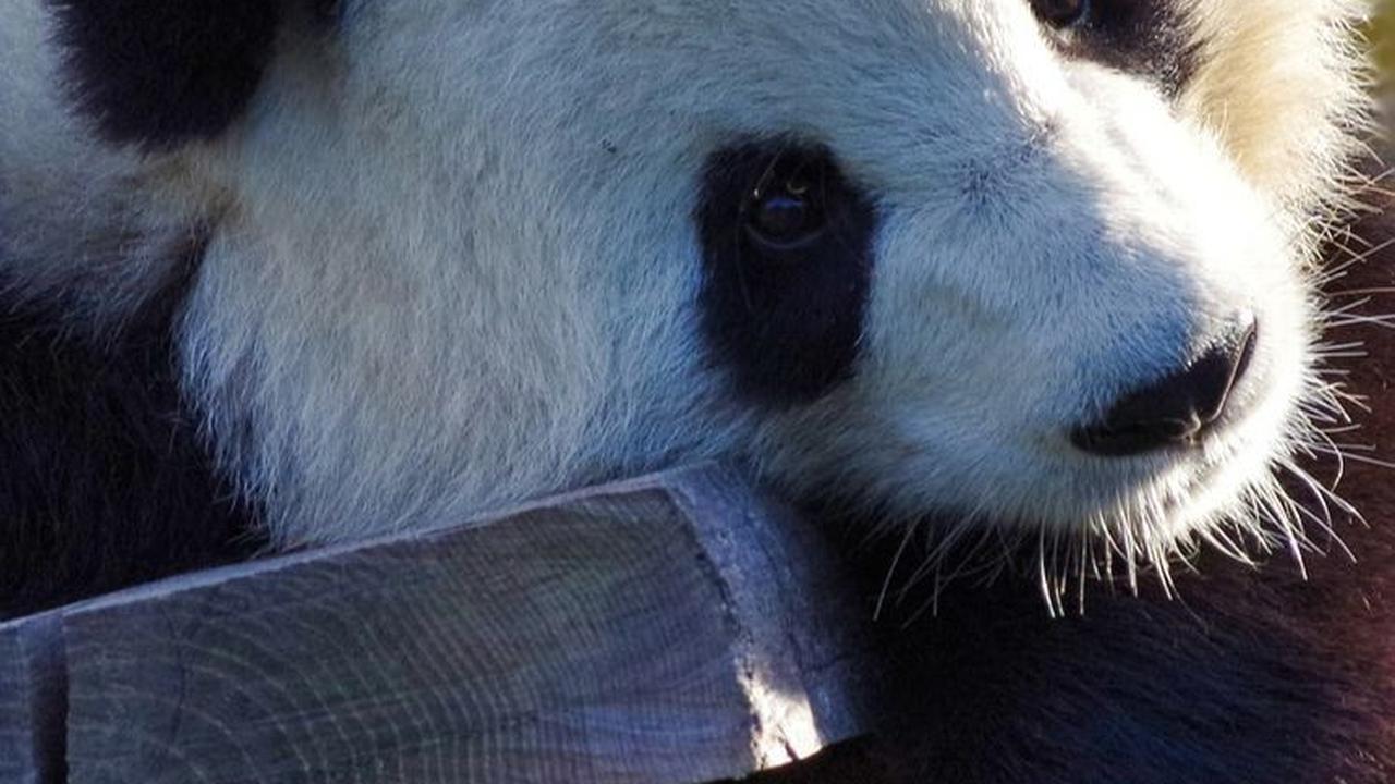 Dalam kasus panda ini, bakteri usus membantu menambah berat badan mereka menjelang masa-masa sulit dalam setahun.