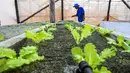 Seorang pekerja menyemprot tanaman selada sekaligus budidaya ikan nila di Havana, pada tanggal 18 Oktober 2023. (YAMIL LAGE/AFP)