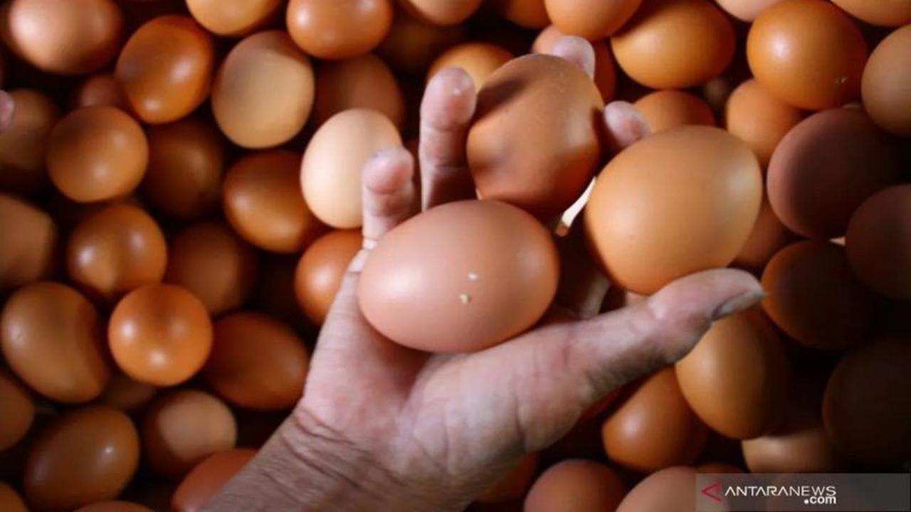Bapanas Pastikan Ketersediaan Telur Ayam Aman Jelang Natal dan Tahun Baru 2026