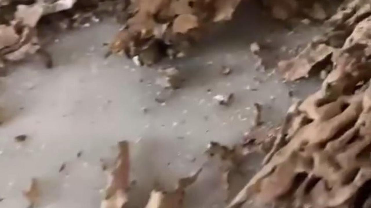 Plafon Rumah Orang Tua Zaskia Adya Mecca Runtuh, Sang Ayah Selamat yang Awalnya Tiduran Langsung Lari