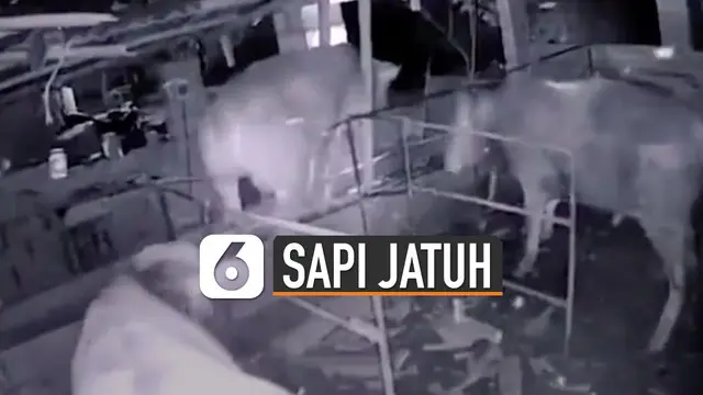 Beredar video aneh tapi nyata sapi jatuh dari atap kandang.