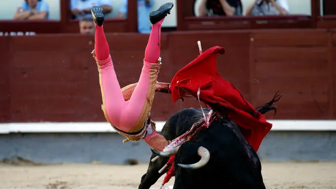 3 Kali Diseruduk Banteng, Matador Ini Terluka Parah