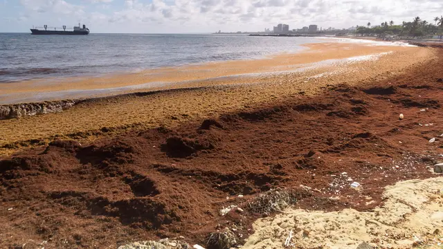 Invasi Rumput Laut Sargassum di Pantai Karibia