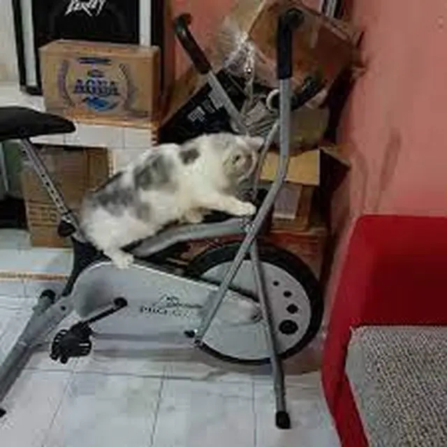 6 Tingkah Lucu Hewan saat Olahraga Ini Bikin Atlet Senyum