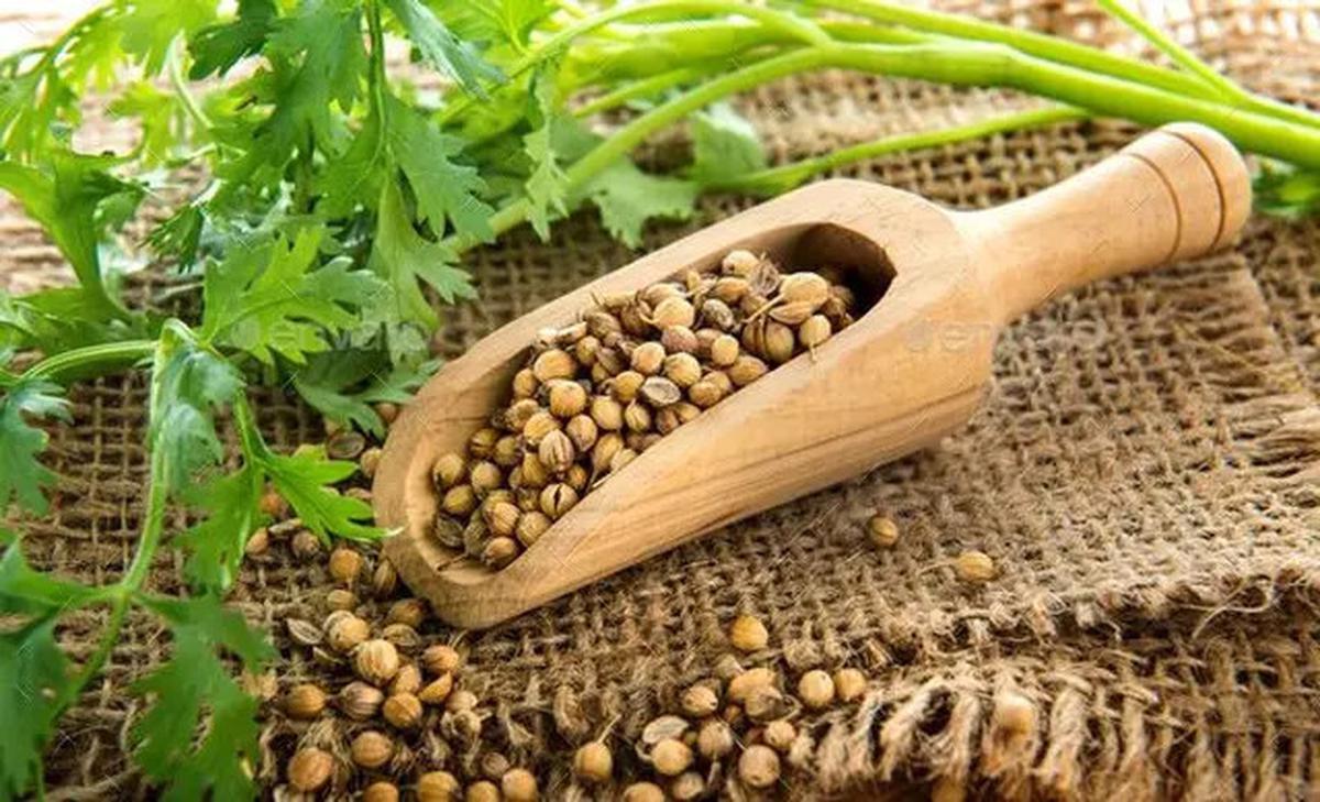 Manfaat Tersembunyi Air Rebusan Ketumbar, Begini Pengaruhnya untuk Kesehatan Tubuh
