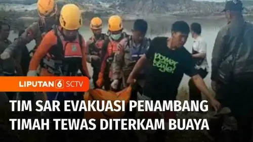 VIDEO: Tim SAR Temukan Penambang Timah Tewas Diterkam Buaya