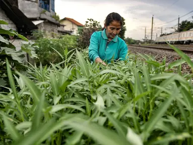 Wiwin (51) melakukan perawatan tanaman sayur di Kebun Kesehatan, Cipinang Lontar, Jakarta, Senin (8/3/2021). Sejak awal pandemi Covid-19, Wiwin dibantu beberapa warga dan petugas PPSU Kelurahan Cipinang menyulap lahan kumuh di bantaran rel kereta menjadi kebun sayuran. (merdeka.com/Iqbal S Nugroho)