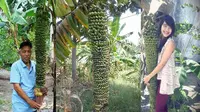 Pohon pisang milik salah satu warga kabupaten lamongan ini rupanya berbuah tidak sewajarnya