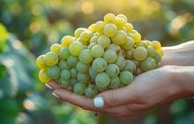 Ini Penjelasan  Kemenkes RI Terkait Kasus Kandungan Pestisidasi Berlebih Pada Anggur Shine Muscat