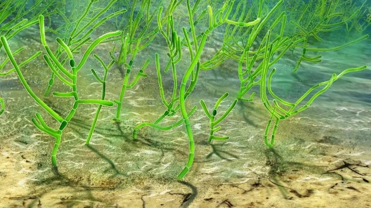 Rekonstruksi fosil rumput laut. (Nature Ecology & Evolution)
