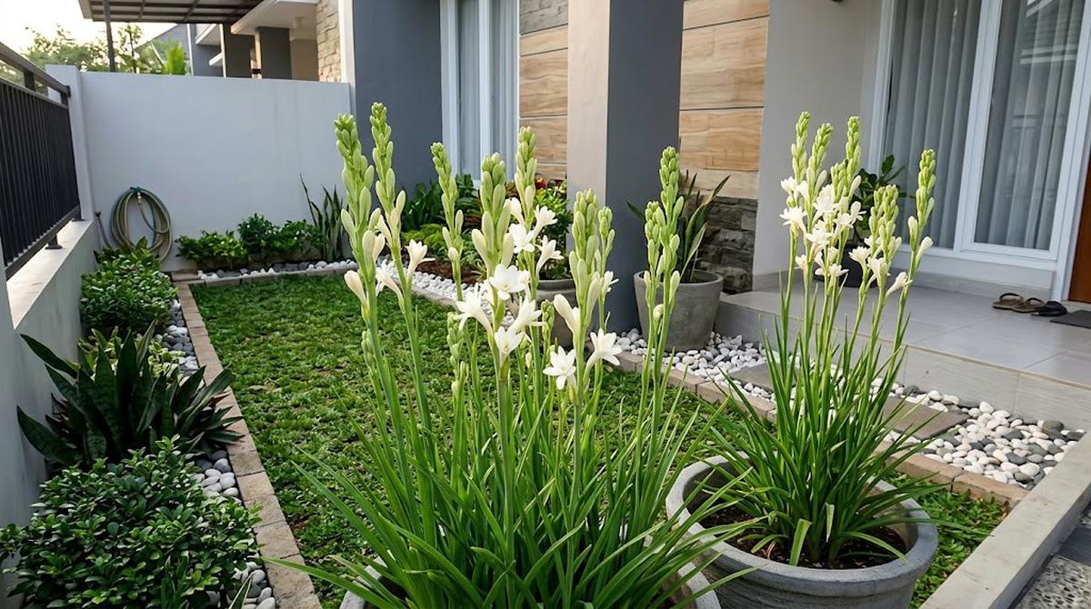 13 Tanaman Bunga Putih yang Cocok untuk Taman Minimalis, Hadirkan Kesan Asri