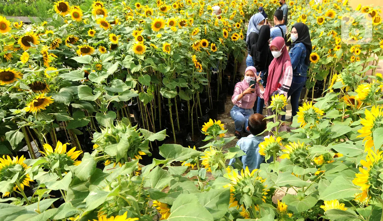 Pengunjung berfoto dengan tanaman bunga matahari di Bogor Sky Garden, Mall BTM, Kota Bogor, Jawa Barat, Minggu (13/06/2021). Taman bunga matahari di atap gedung pusat perbelanjaan itu menjadi wisata alternatif gratis bagi pengunjung dalam mengisi libur akhir pekan. (merdeka.com/Arie Basuki)
